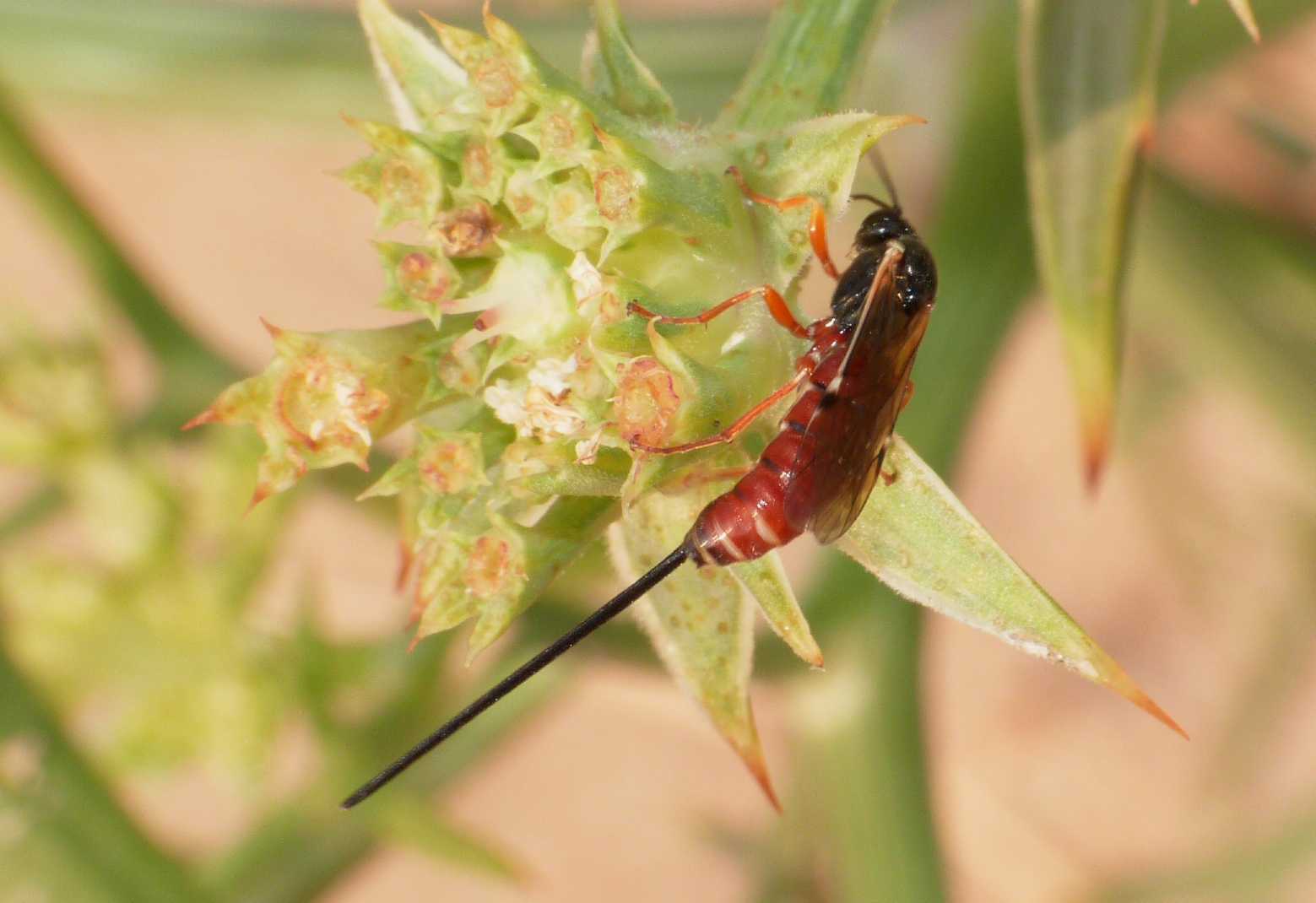 Ichneumonidae Pimplinae